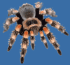 Spinnenschmidt Logo